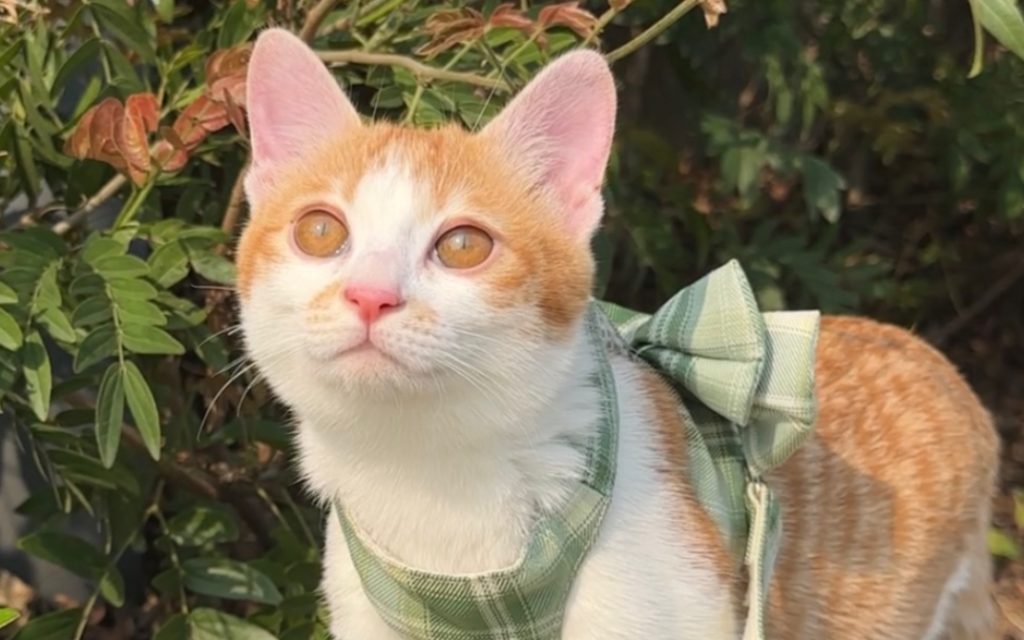 一旦猫咪有这些行为，说明它内心有怨恨，别不懂
