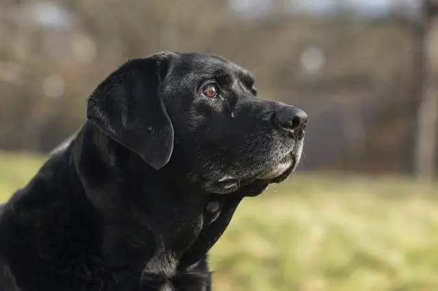 狗狗推荐官——拉布拉多犬