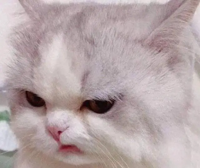 猫咪有这几种表现，多半是开始“讨厌”你了