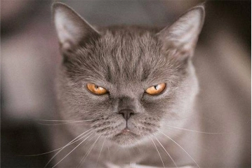 一旦猫咪有这些行为，说明它内心有怨恨，别不懂