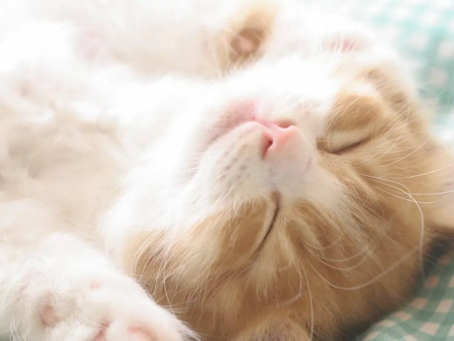 让猫咪上床“一起睡觉”，有这些好处，不是忽悠你的！