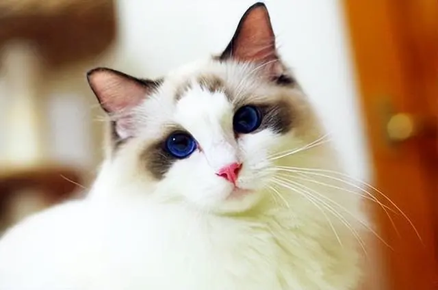 哪种因素会导致宠物猫咪掉毛，吃得太咸还是晒太阳？