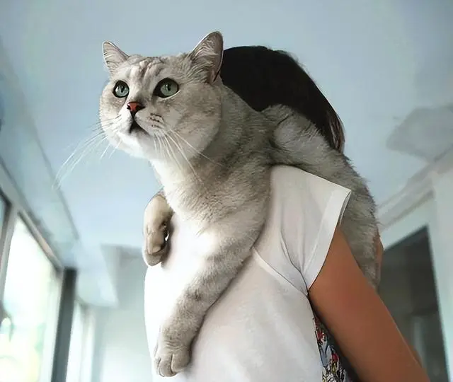 你“抱猫”的行为，在猫咪眼里，代表了这几种含义！