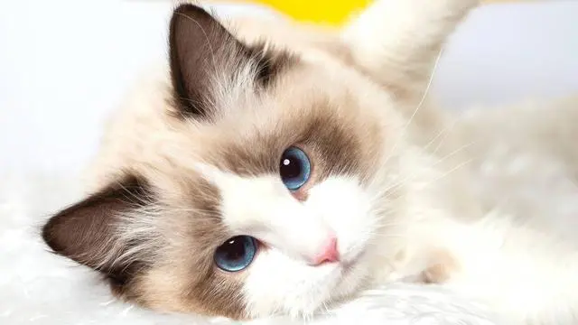 猫咪出现这些行为，是在跟你道别，铲屎官千万别错过了