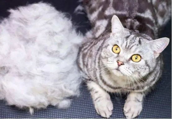 猫咪掉毛正常吗?是什么原因造成的?
