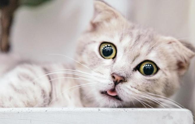 猫咪把自己当“人”的几种表现,你家猫咪是“人精”吗?