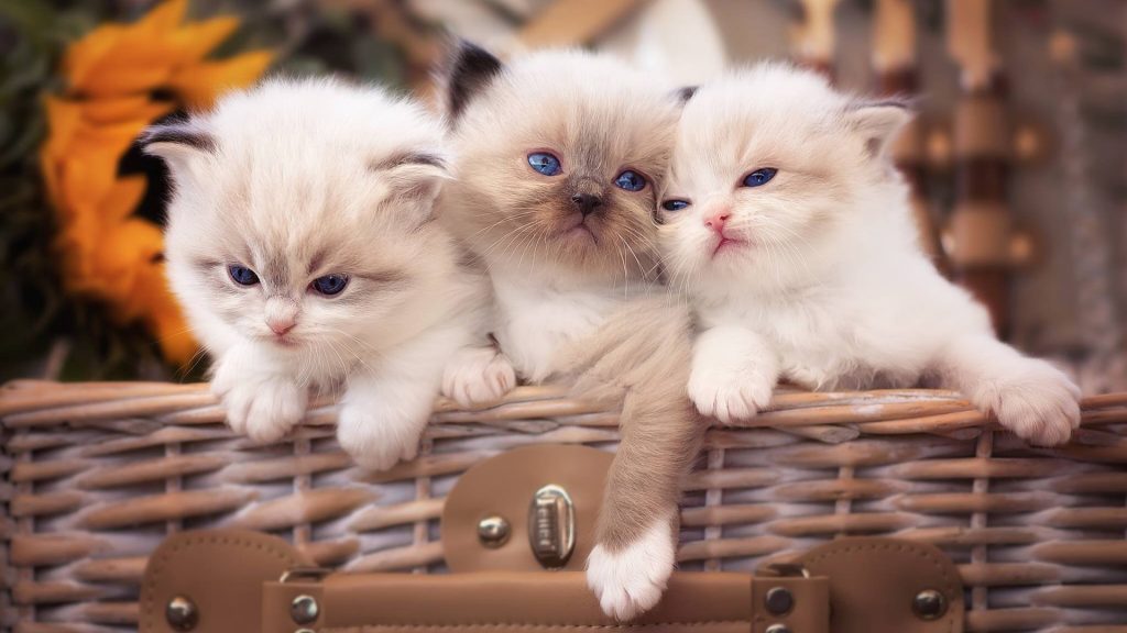 猫咪掉毛严重怎么