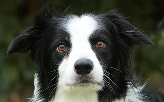 边牧犬优点和缺点！带你了解边牧犬：优点与缺点的双重魅力