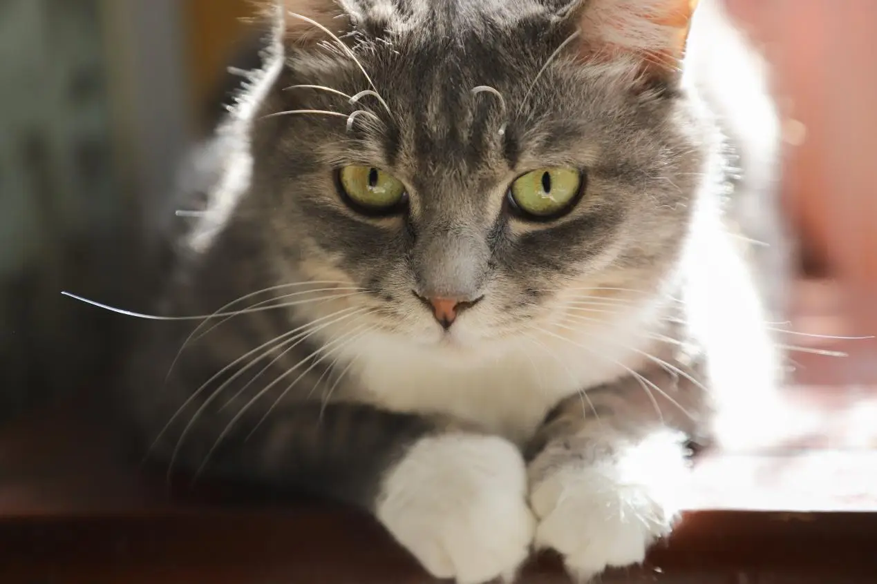 猫咪严重掉毛该怎么办？