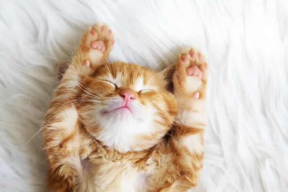 猫咪为什么老是“睡觉”？有这4个原因，睡太久可能跟生病有关