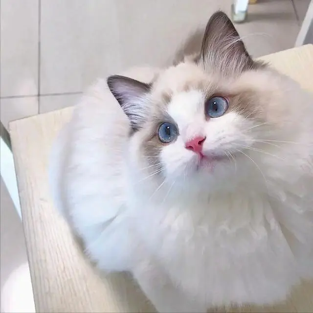 过来人的忠告：不要轻易养“布偶猫”，原因很现实！