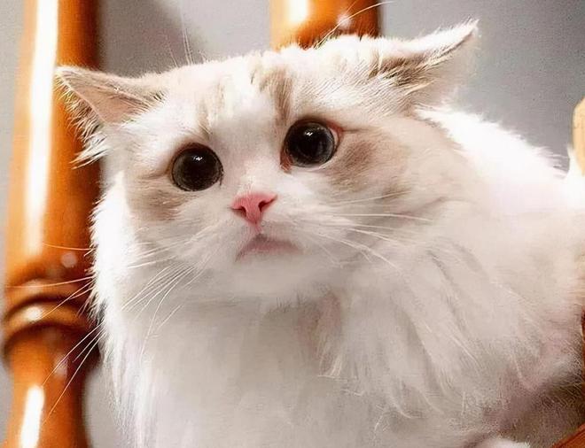 猫咪多久洗一次澡？帮猫咪洗澡需要注意些什么？