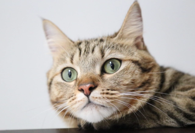 “短毛猫”品种，到底哪个更让人喜爱呢？