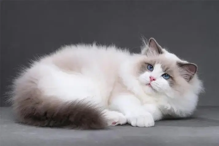 养布偶猫十大禁忌布！布偶猫千万别踩这些“坑”，禁忌建议收藏！