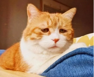 猫咪这些行为是在告诉你：我生病了，别忽略了