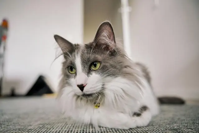 猫咪掉胡子是什么原因？