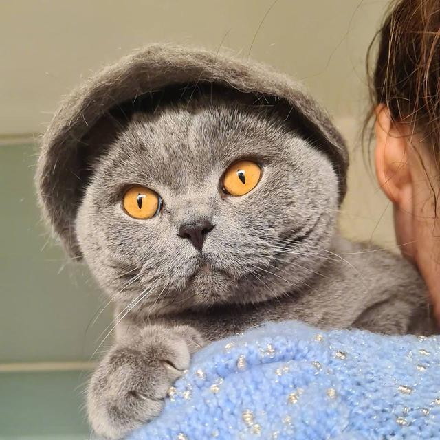 为什么“蓝猫”逐渐退出宠物圈？这几点太可怕了
