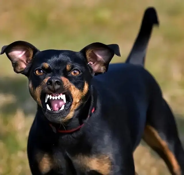 当心！狗狗出现这5种症状，可能是“狂犬病”的先兆