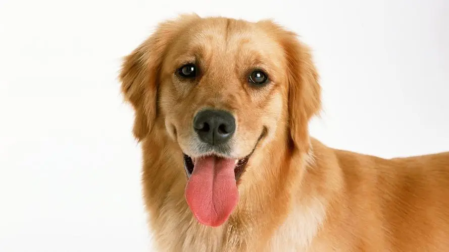 带狗狗一起出游、玩耍