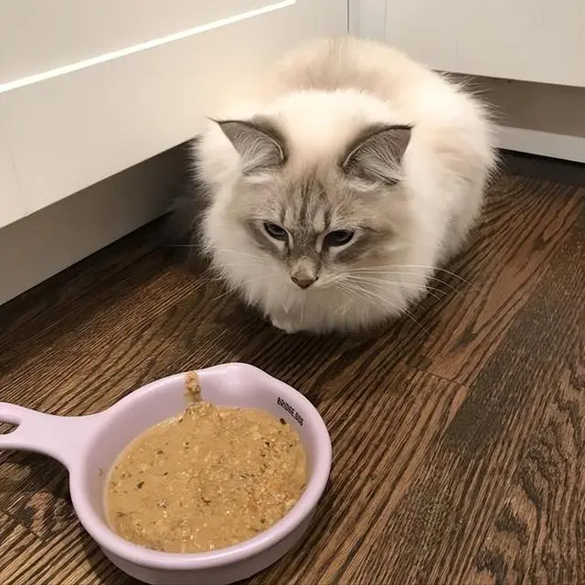 猫咪挑食该如何解决？