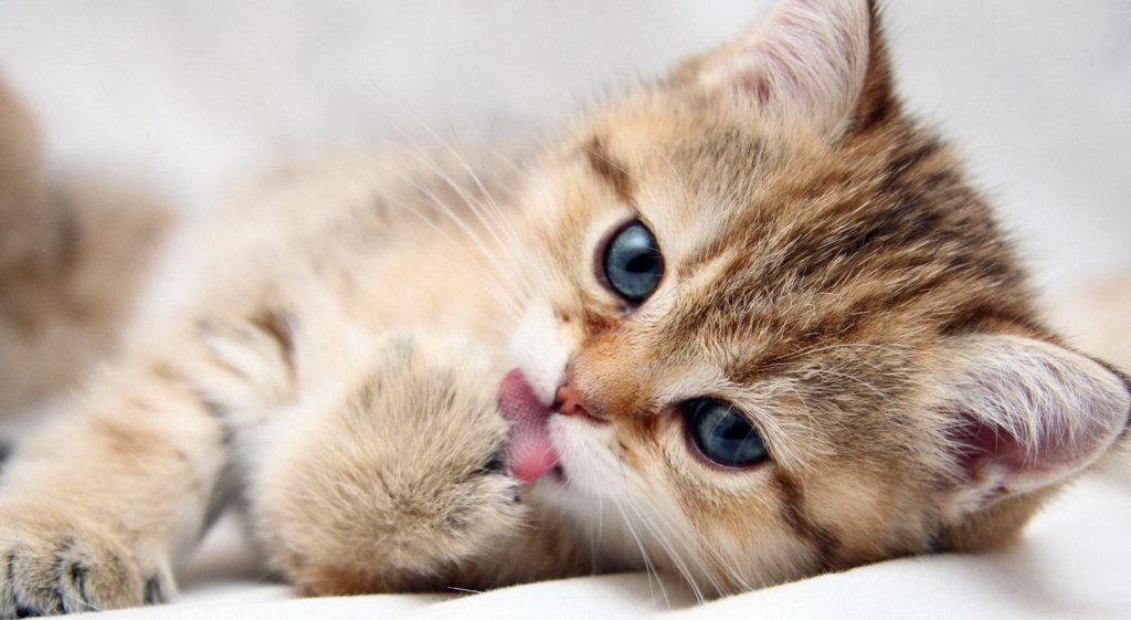 猫咪能喝牛奶吗？