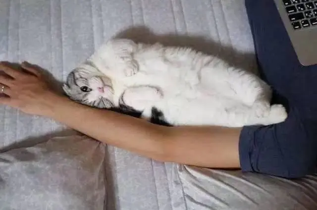 猫咪总爱靠着主人睡，原来还有这些“目的”