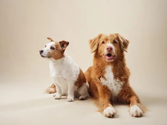 狗狗什么原因会得细小？