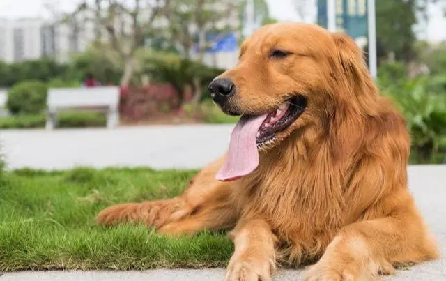 细数金毛犬的“6大优点”，怪不得养的人那么多！