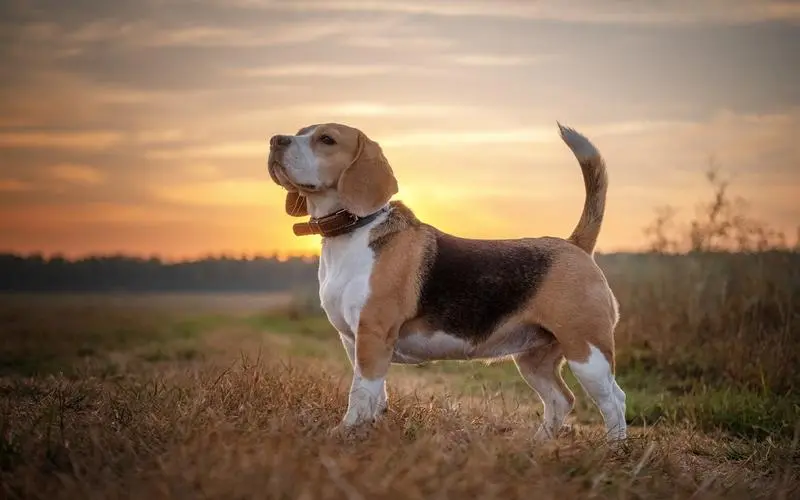 小猎犬品种有什么