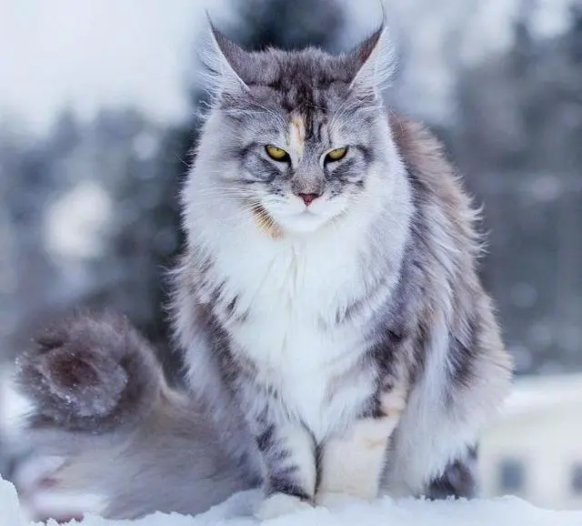缅因猫：上帝创造的平价版“老虎”，你有了解过这喵中巨人吗？