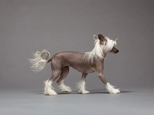 被网友戏称为世界上最丑的犬种，中国冠毛犬：很丑却很温柔