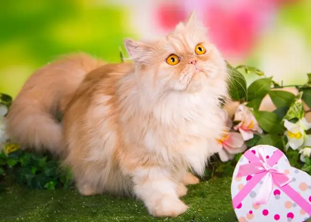 难怪“波斯猫”的弃养率这么高，原因是有这7个缺点！