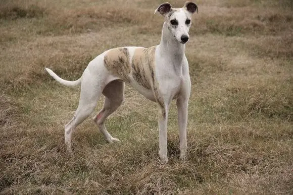 惠比特犬：优雅外貌与温和性格的