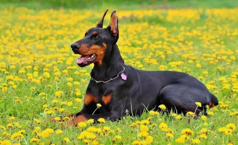 杜宾犬：烈性犬还是忠诚伴侣？一篇文章让你全面了解！