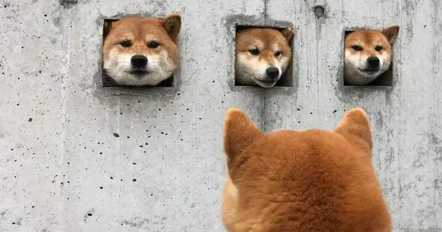 柴犬的7大缺点，网友：就是想养也不敢养啊