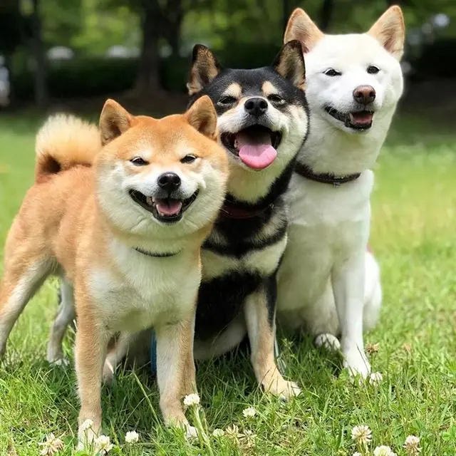 宙第一“显眼包”——柴犬
