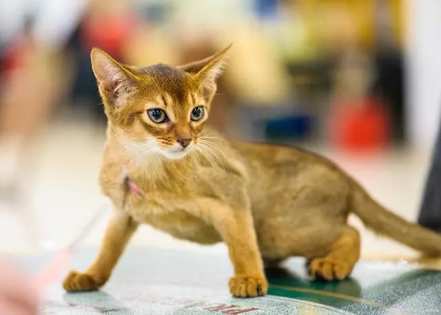 阿比西尼亚猫，优雅的芭蕾舞猫