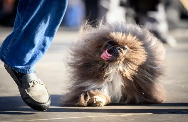 “世界最丑犬”比赛为有身体缺陷狗狗喝彩
