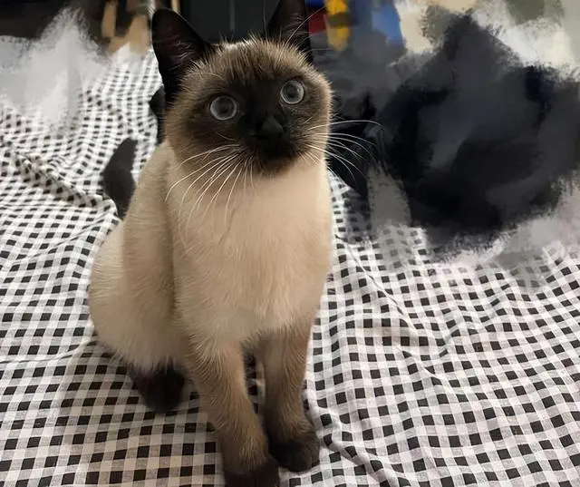 想养猫？推荐你养这5种“短毛猫”，好养活，寿命长！