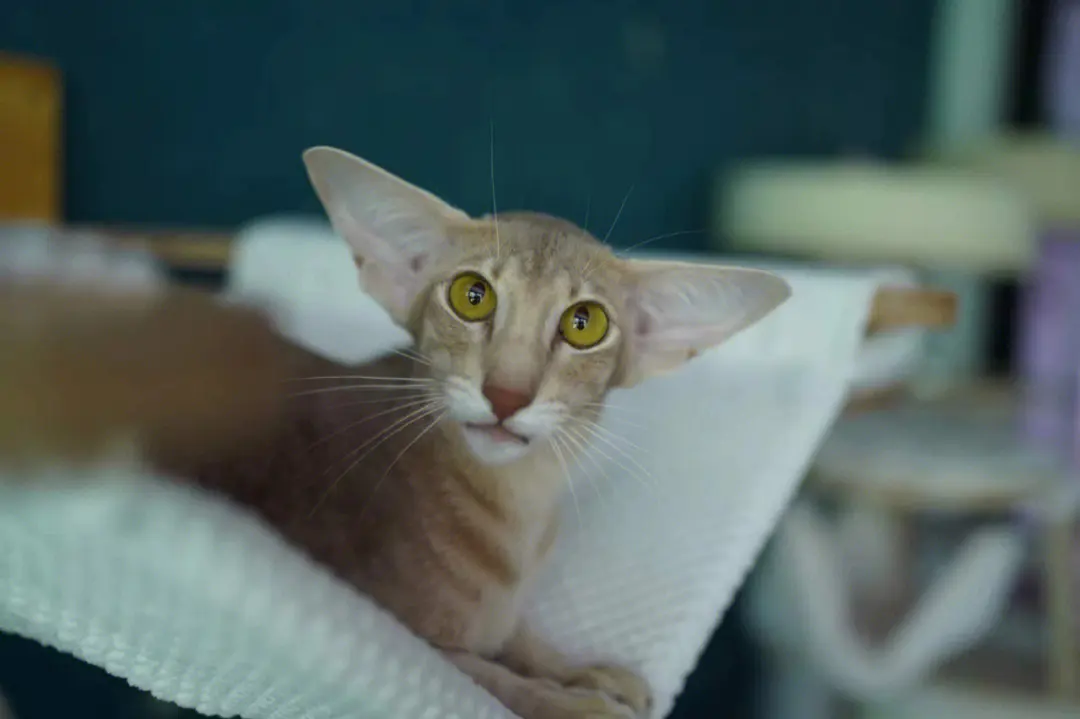 猫咪科普之东方短毛猫：了解它的优势与独特之处