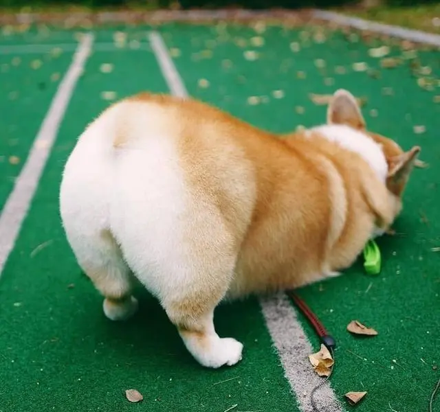 关于柯基犬的8个“小秘密”，你知道几个？