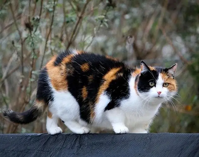 “猫界美人”三花猫，有这么多优点，而且还会招财？