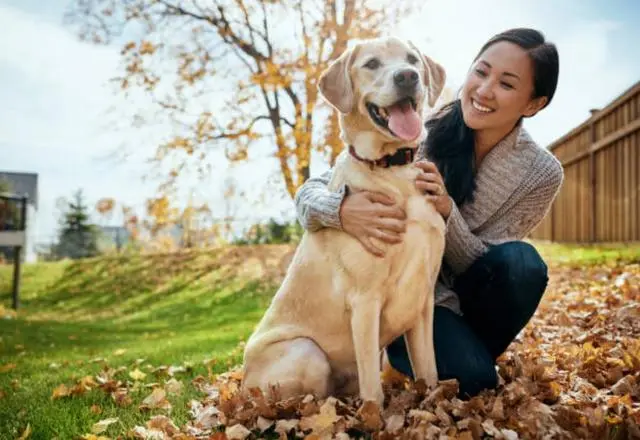 拉布拉多犬的八大优点和缺点
