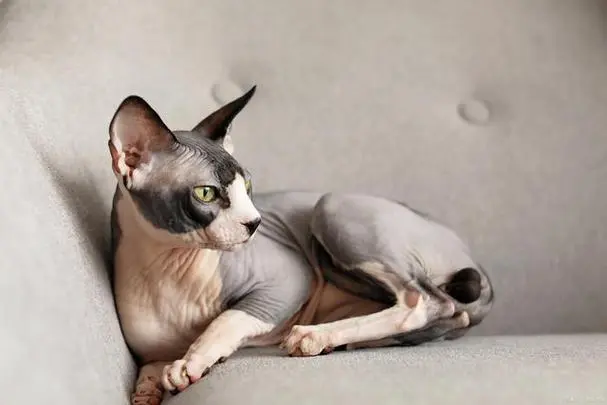 无毛猫：优缺点一网打尽，让你笑中带泪的科普之旅