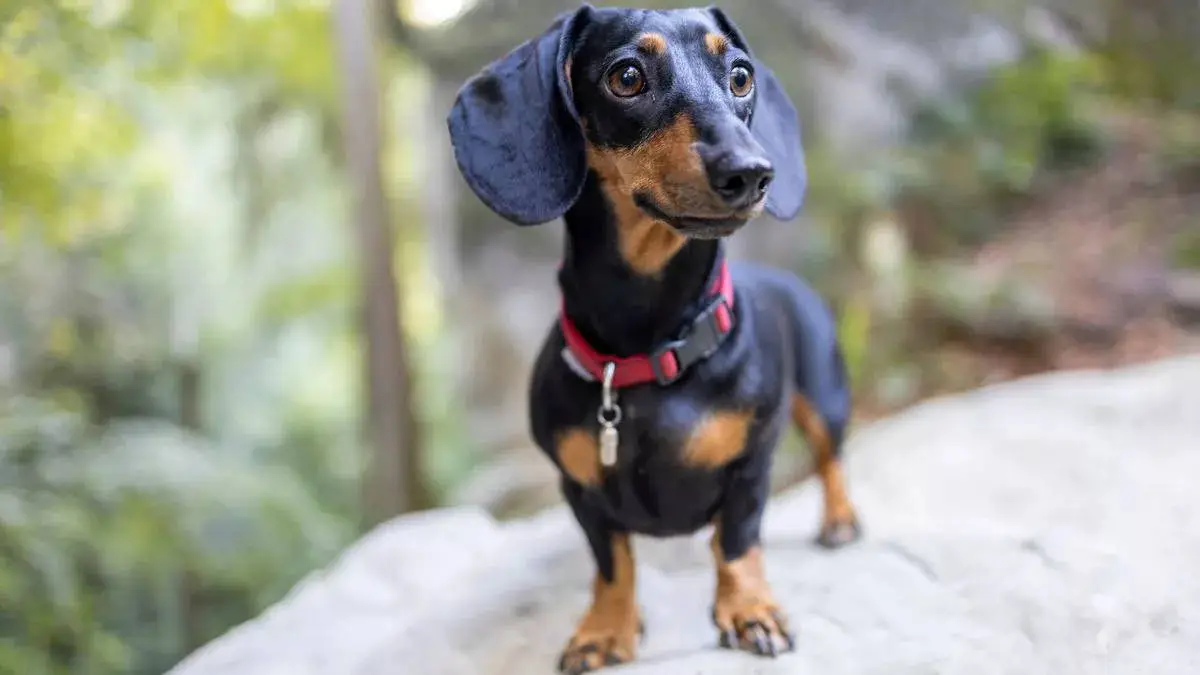 德国腊肠犬的五个优点