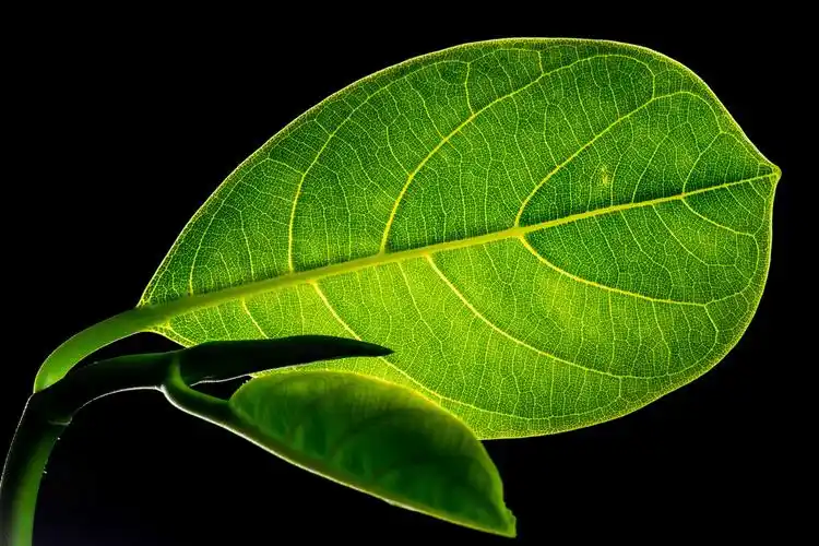 10月31日外媒科学网站摘要：科学家创造出能进行光合作用的动物细胞