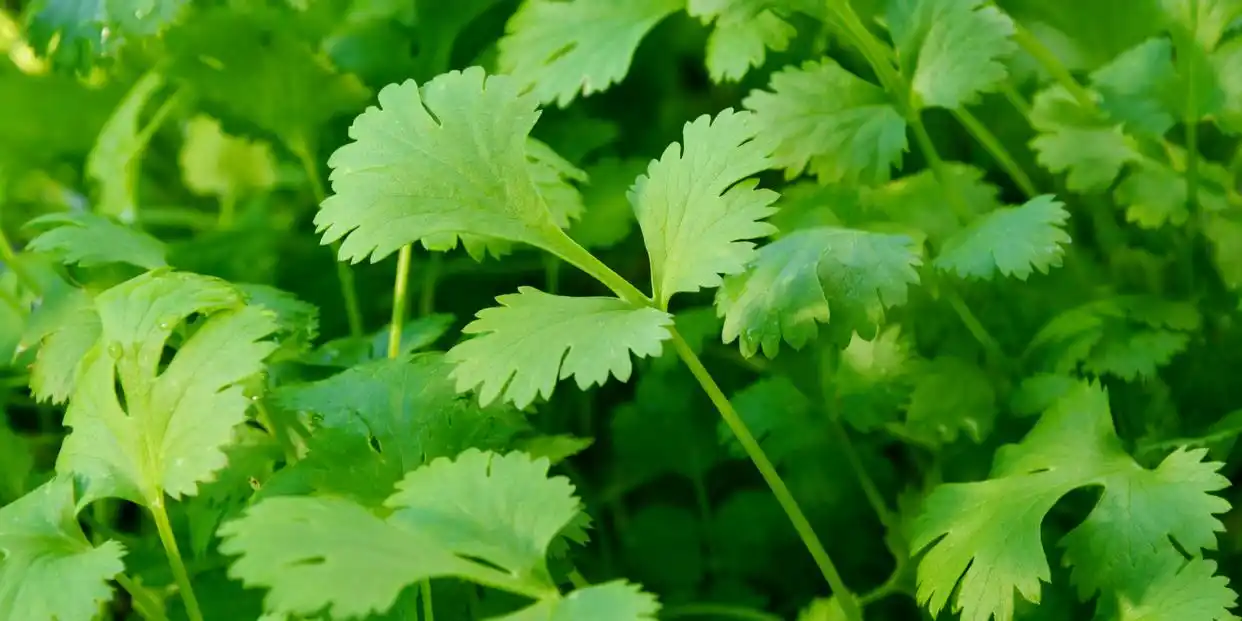 香菜，命中注定你恨它