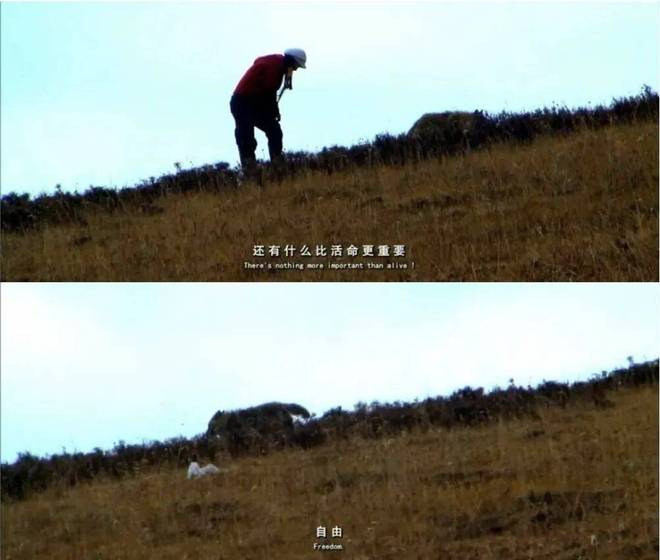 《重返狼群》火了，揭秘优酷独家上线12集完整版纪录片的背后